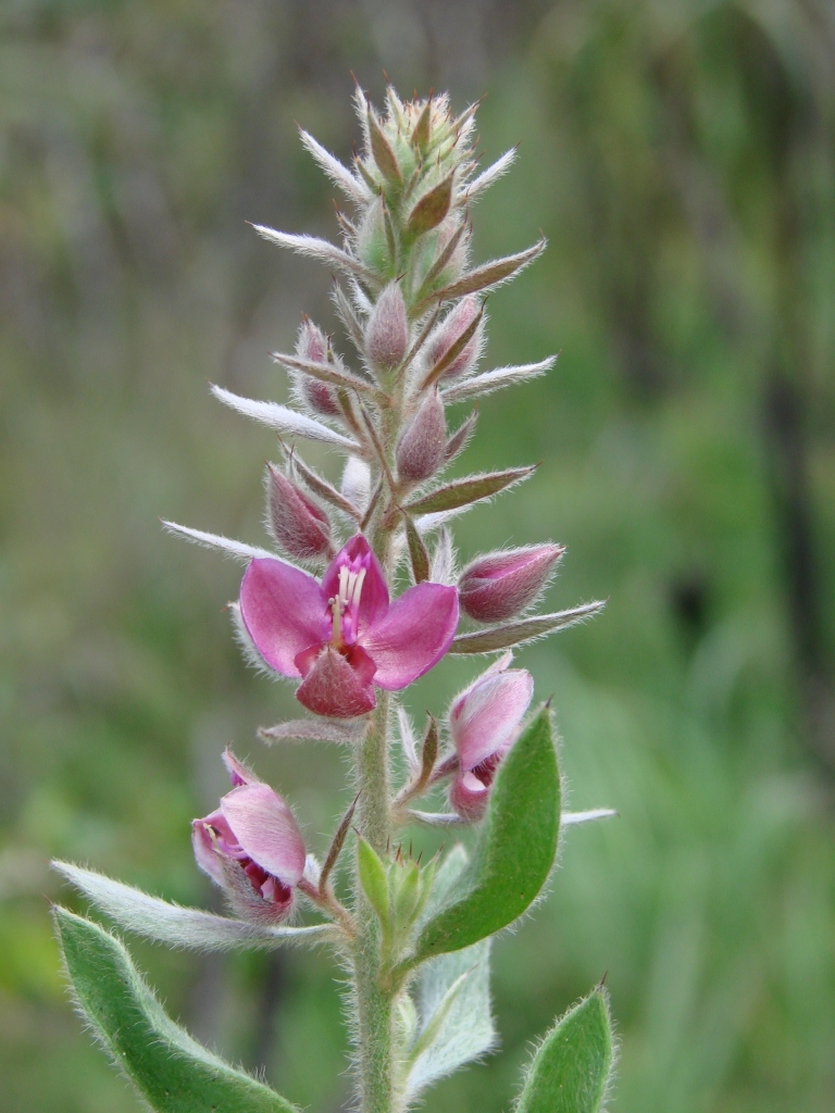 單方精油 | 50% 拉塔尼 Ratanhia  [CO2]