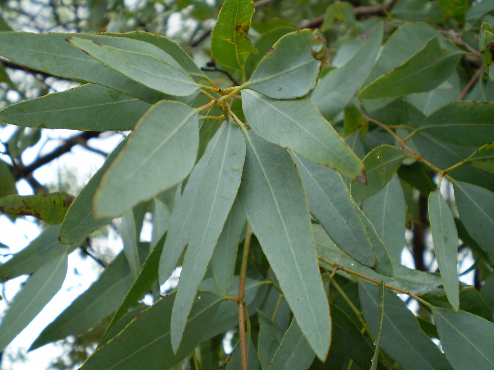 單方精油 | 史泰格尤加利 Eucalyptus staigeriana *Bio
