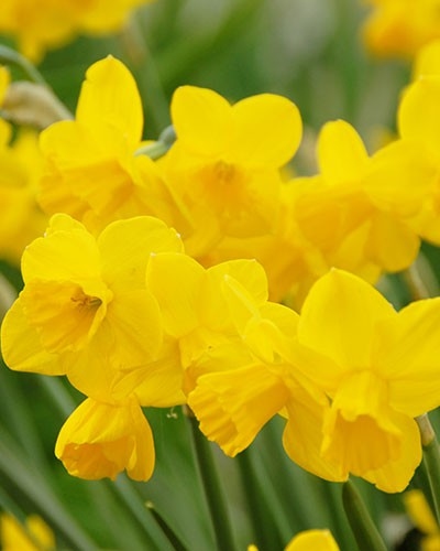 單方精油 | 燈芯水仙  Jonquille Absolue