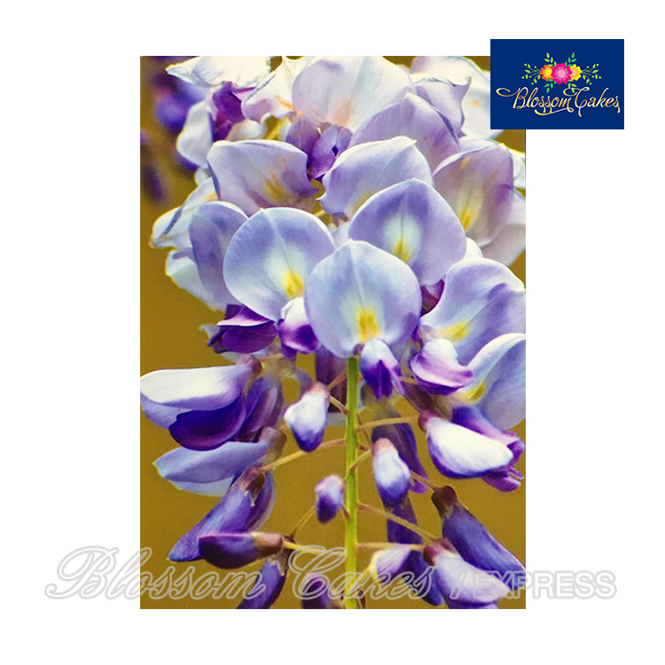 Wisteria Petal & Leaf Cutters, Set of 4