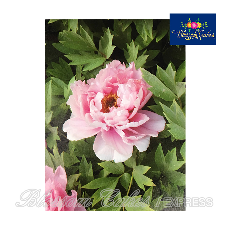 Peony Petal & Leaf Cutters, Set of 8