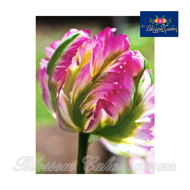 Parrot Tulip Petal Cutters, Set of 2