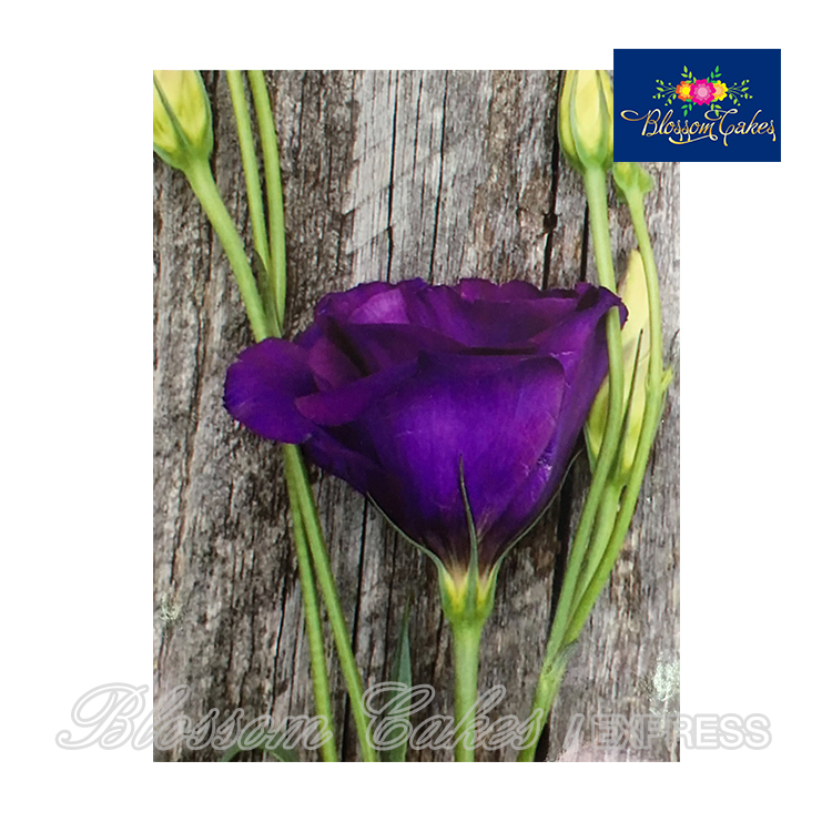 Lisianthus Petal & Leaf Cutters, Set of 4