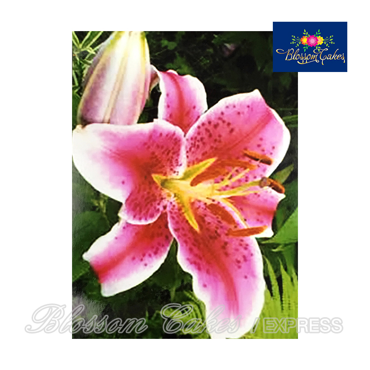 Lily Petal & Leaf Cutters, Set of 4