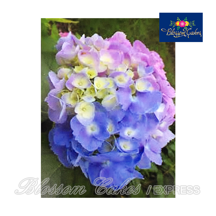 Hydrangea Petal Cutters, Set of 5