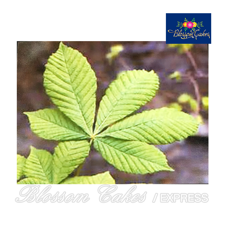 Horse Chestnut Leaf Cutters, Set of 4