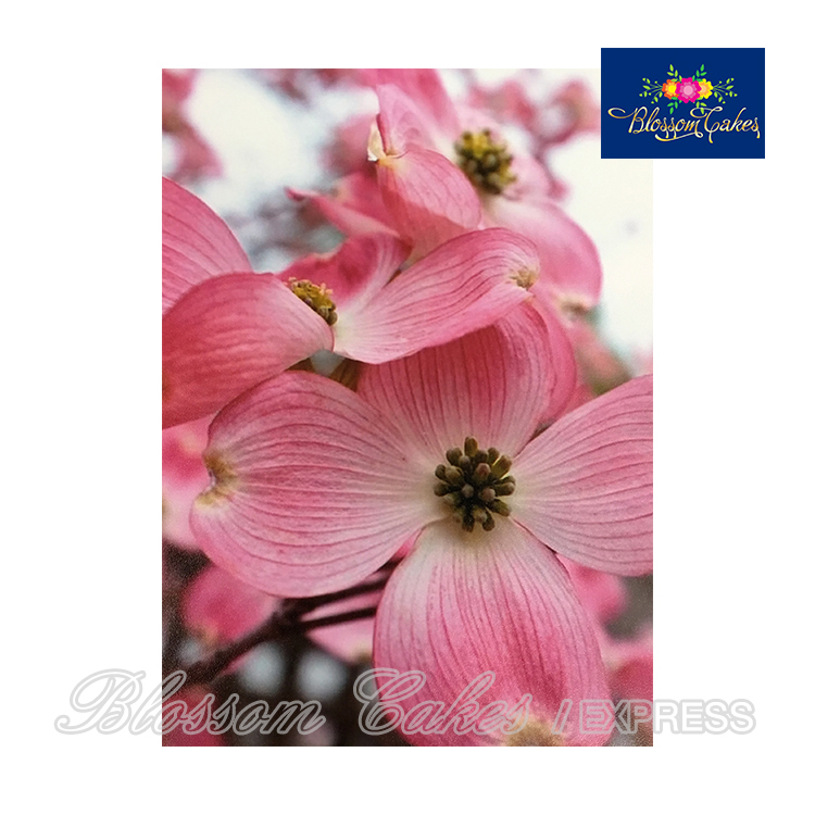 Dogwood Petal & Leaf Cutters, Set of 4