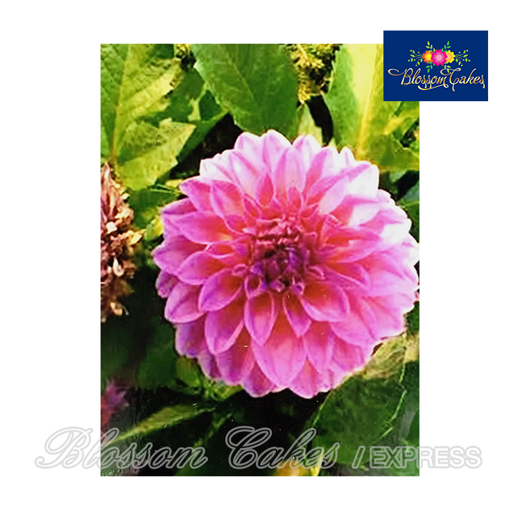 Dahlia Petal & Leaf Cutters, Set of 10