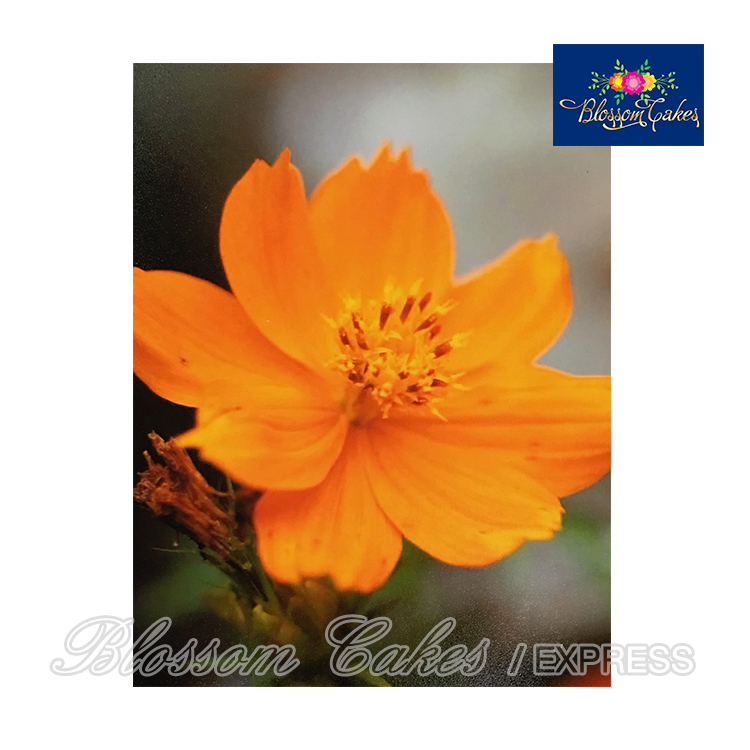 Cosmos Petal & Leaf Cutters, Set of 7