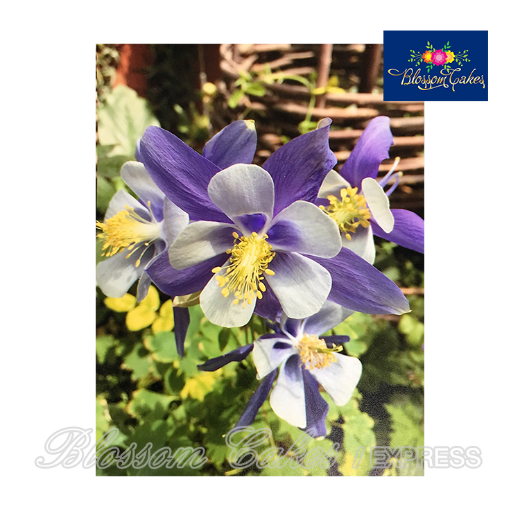 Columbine Petal & Leaf Cutters, Set of 6