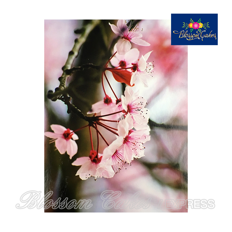 Cherry Blossom Petal & Leaf Cutters, Set of 4