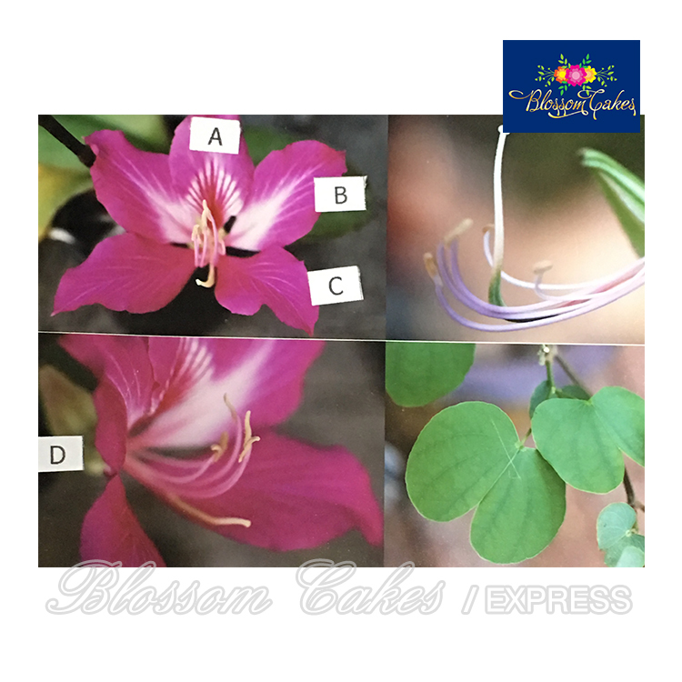 Bauhinia Petal Cutters, Set of 4