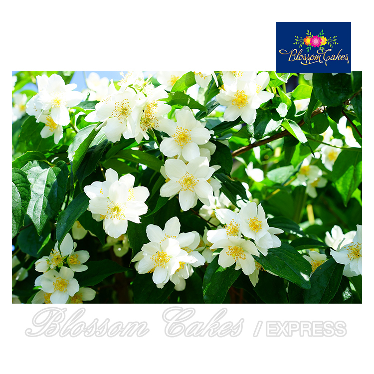 Jasmine Petal Cutters, Set of 3