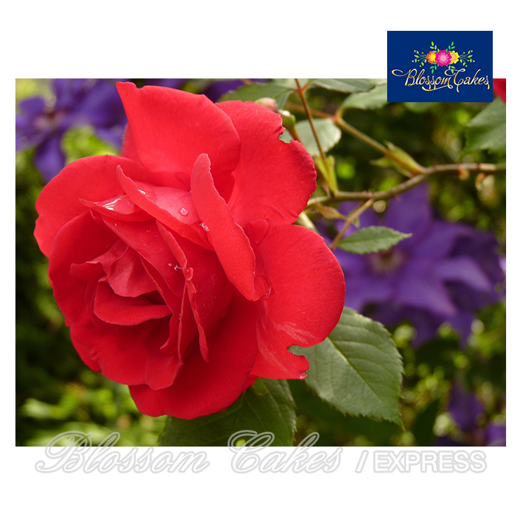 Rose Petal & Leaf Cutters, Set of 8