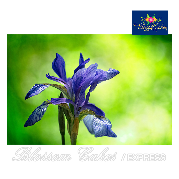 Iris Petal & Leaf Cutters, Set of 6