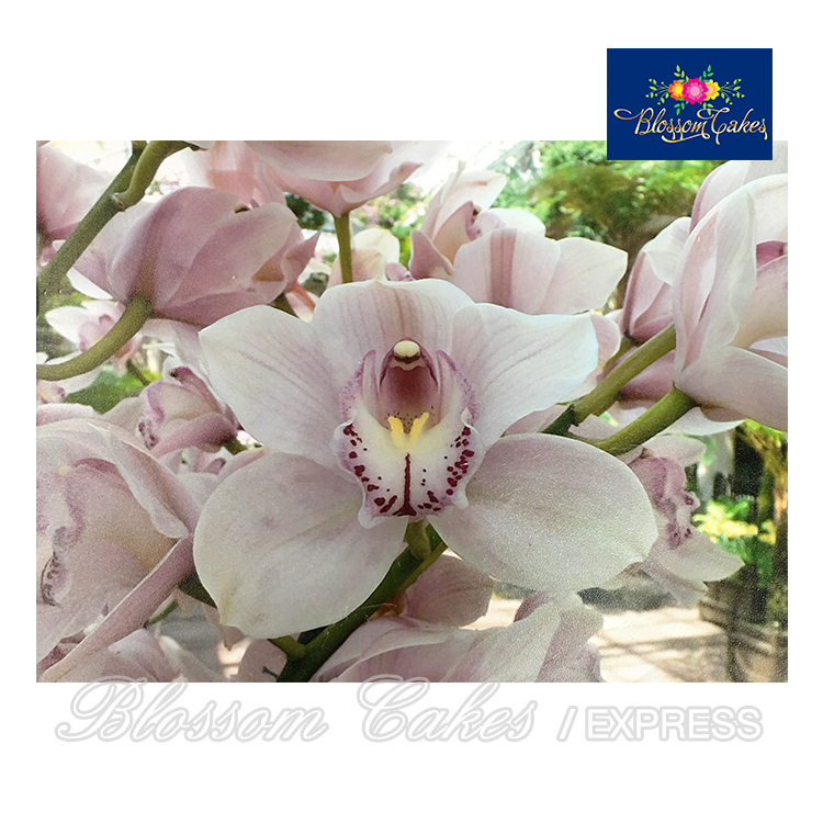 Cymbidium Orchid Petal Cutters, Set of 4