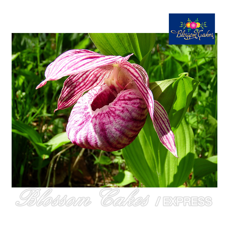 Slipper Orchid Petal Cutters, Set of 4