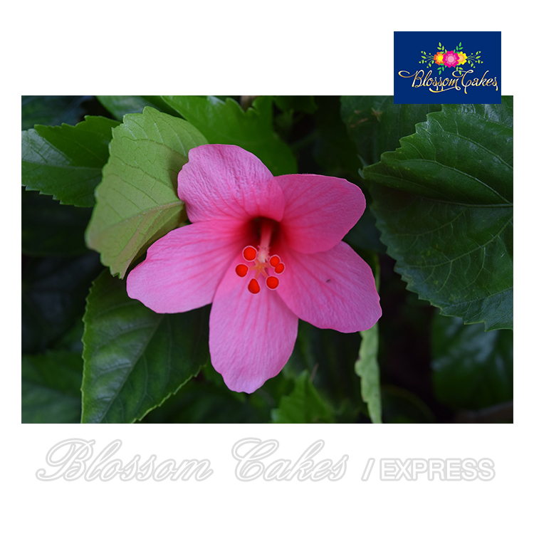 Hibiscus Rosa-Sinensis Petal Cutter