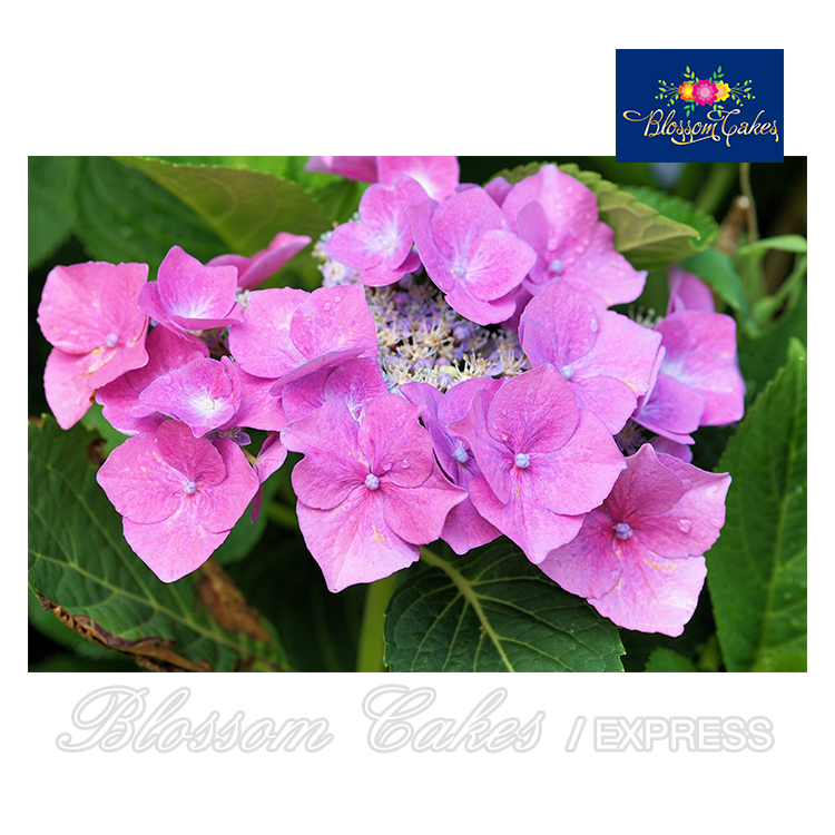 Hydrangea Petal Cutters, Set of 2