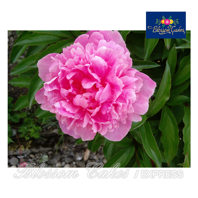 Peony Petal Cutters, Set of 4