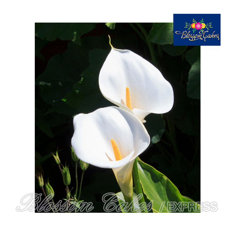 Arum Lily Petal Cutters, Set of 2