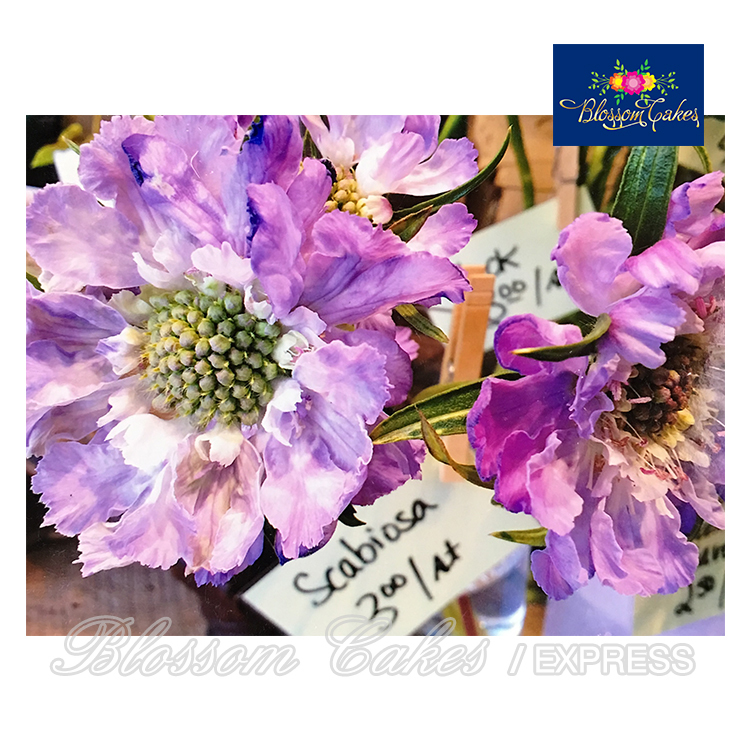 Scabiosa Petal & Leaf Cutters, Set of 6