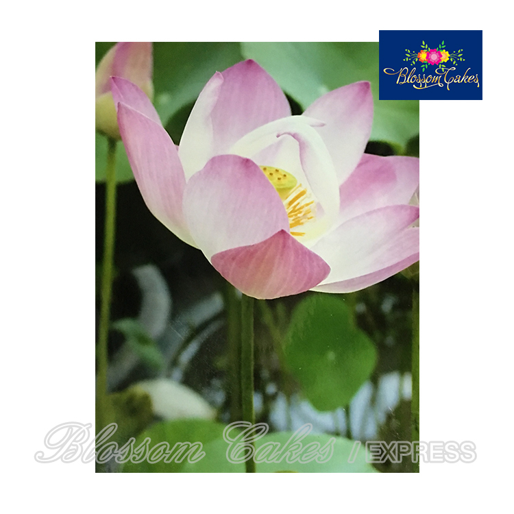 Lotus Petal Cutters, Set of 5