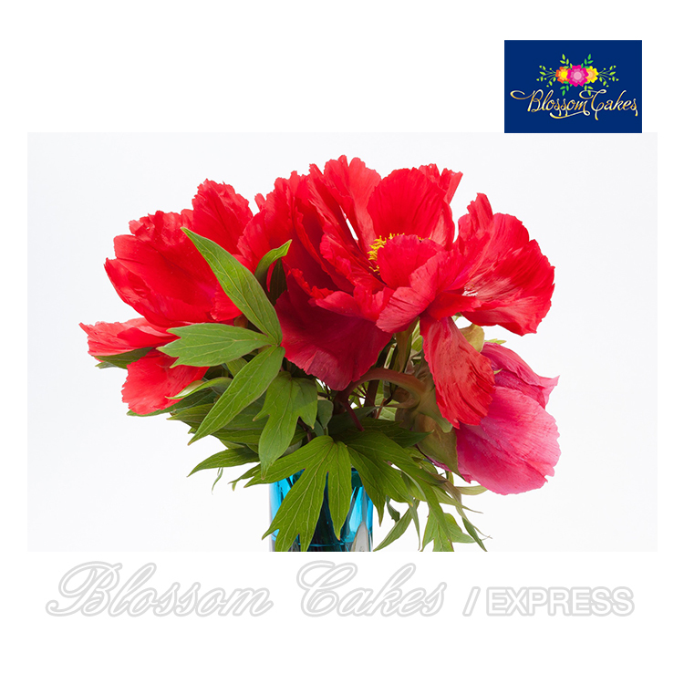 Peony Leaf Cutters, Set of 3