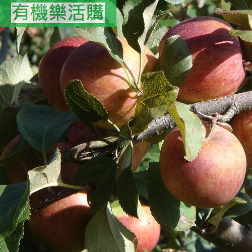 台灣鮮採自然農法無毒蘋果 (箱/20斤)-產季每年10-11月，數量有限、採預購
