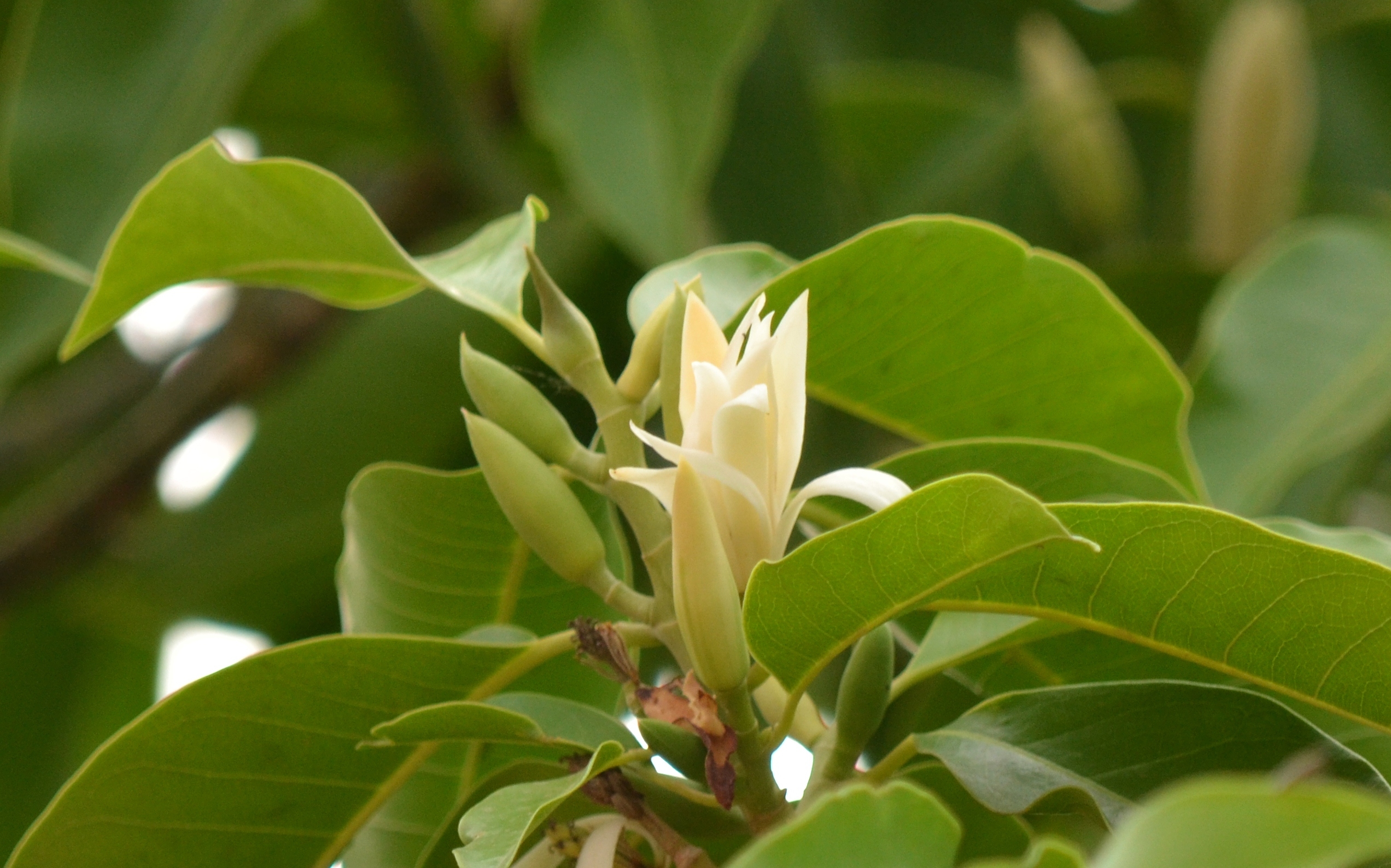 單方精油 | 10% 白花藏木蘭  White Champaka
