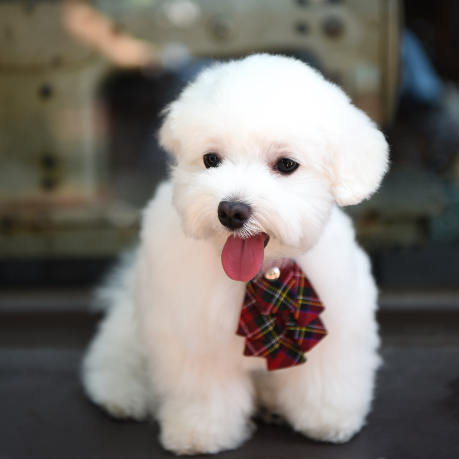 ZAZAZOO- 聖誕領結 (不包括頸帶)