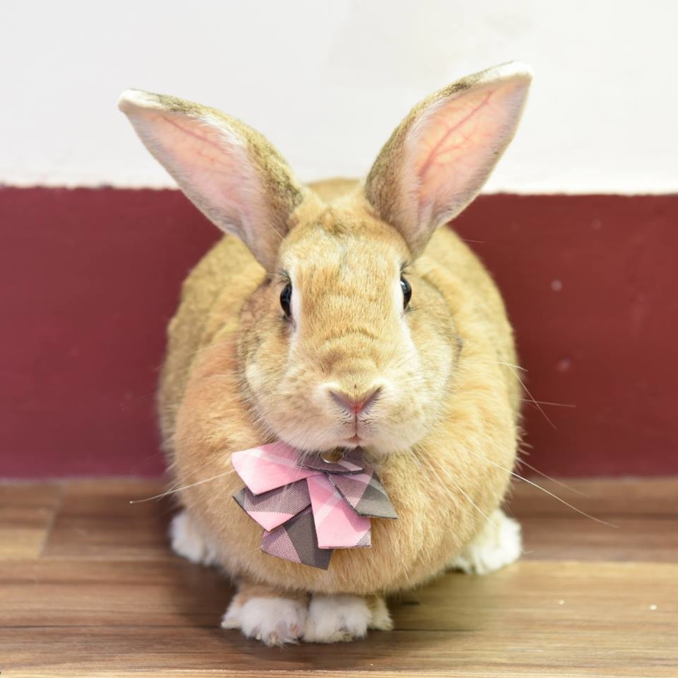 ZAZAZOO- 聖誕領結 (不包括頸帶)