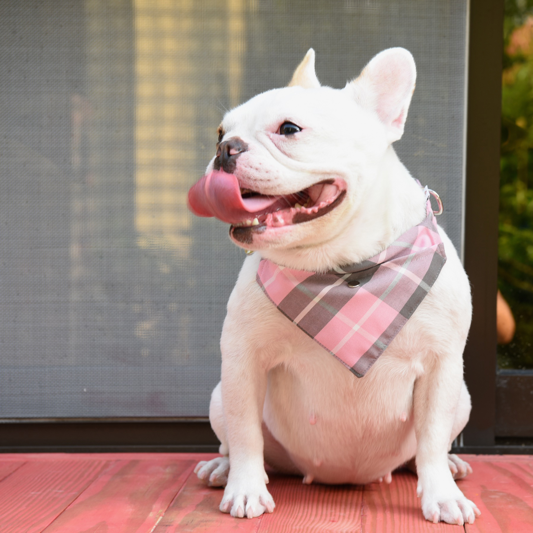 ZAZAZOO - 領巾 (不包括頸帶)