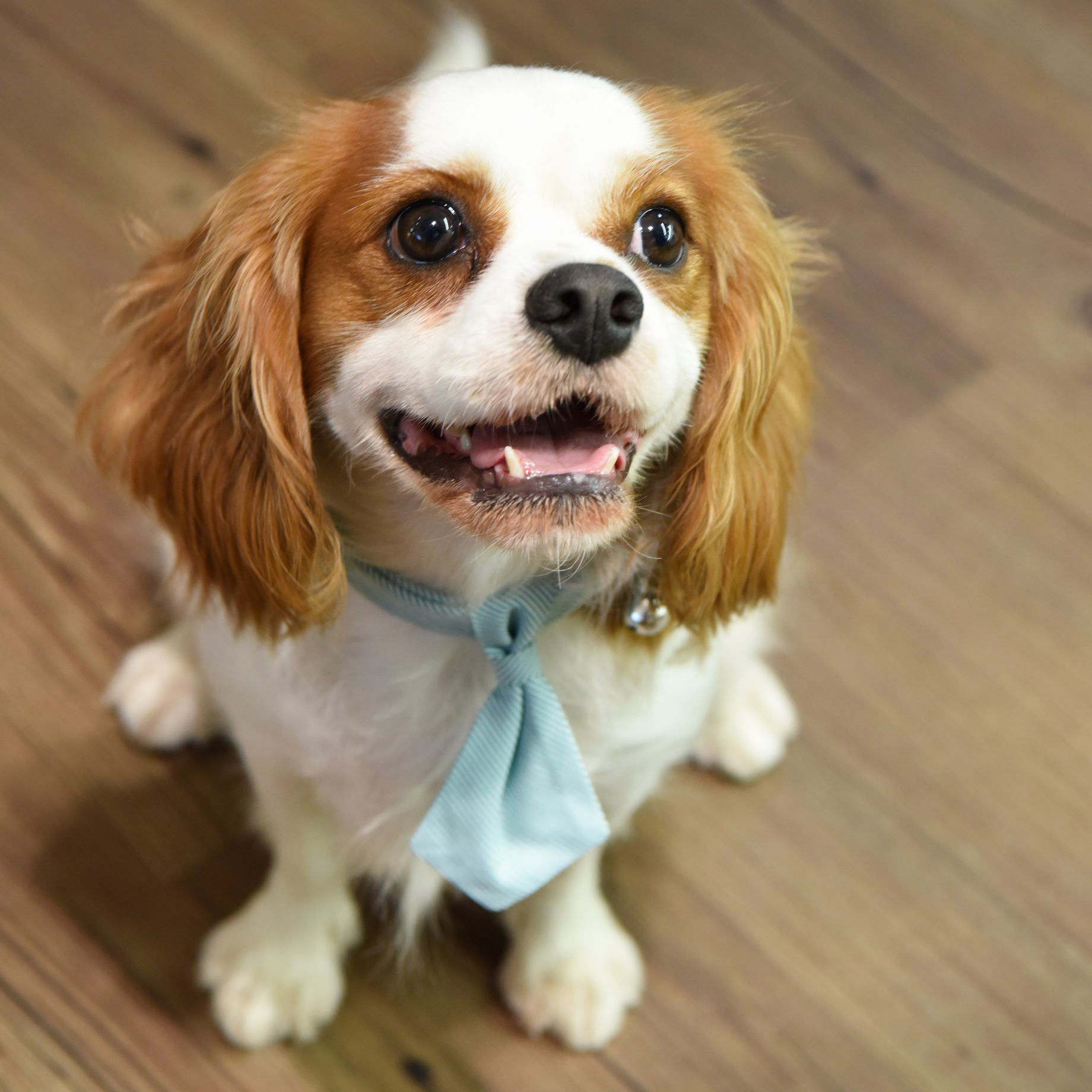 ZAZAZOO - 領帶 (不包括頸帶)