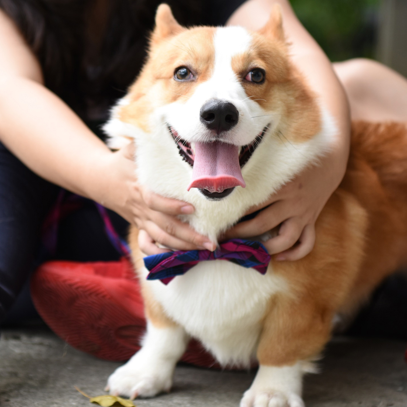 ZAZAZOO -  蝴蝶領結 (不包括頸帶)