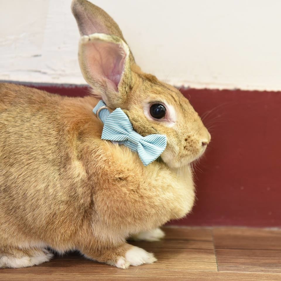 ZAZAZOO -  蝴蝶領結 (不包括頸帶)