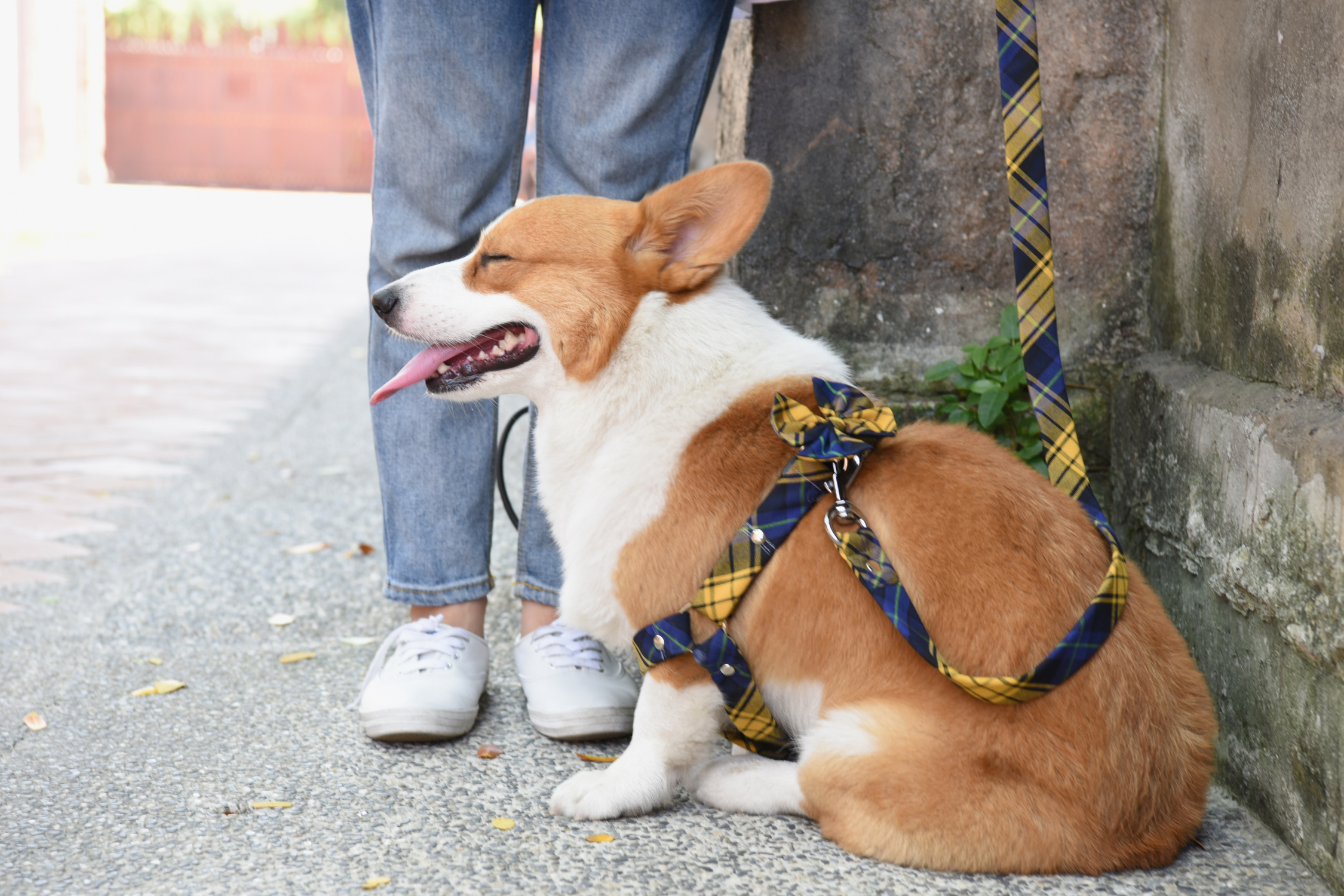 ZAZAZOO - Y 型胸帶