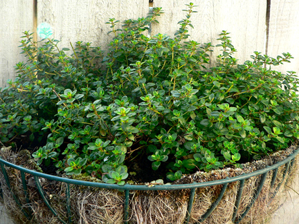 單方精油 | 側柏醇百里香  Thyme (Ct. Thujanol)