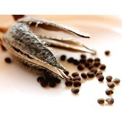 單方精油 | 黃葵籽  Ambrette