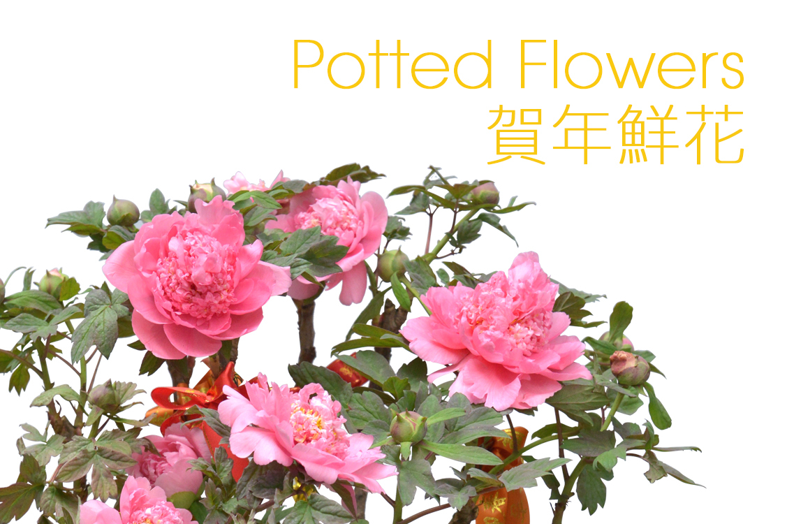 中西花店新年目錄