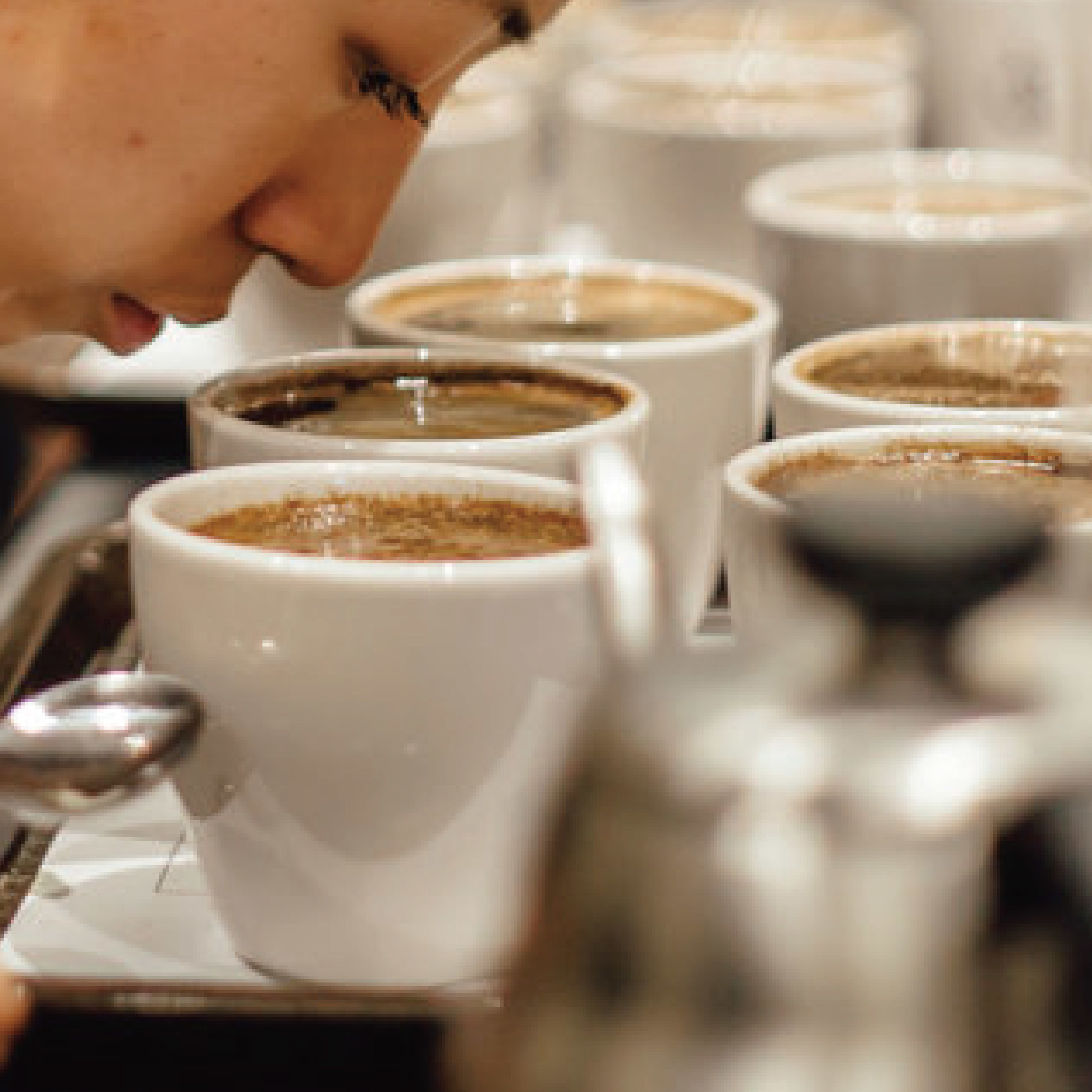 暖窩咖啡 SCA專業咖啡協會國際認證 咖啡檢視與品味