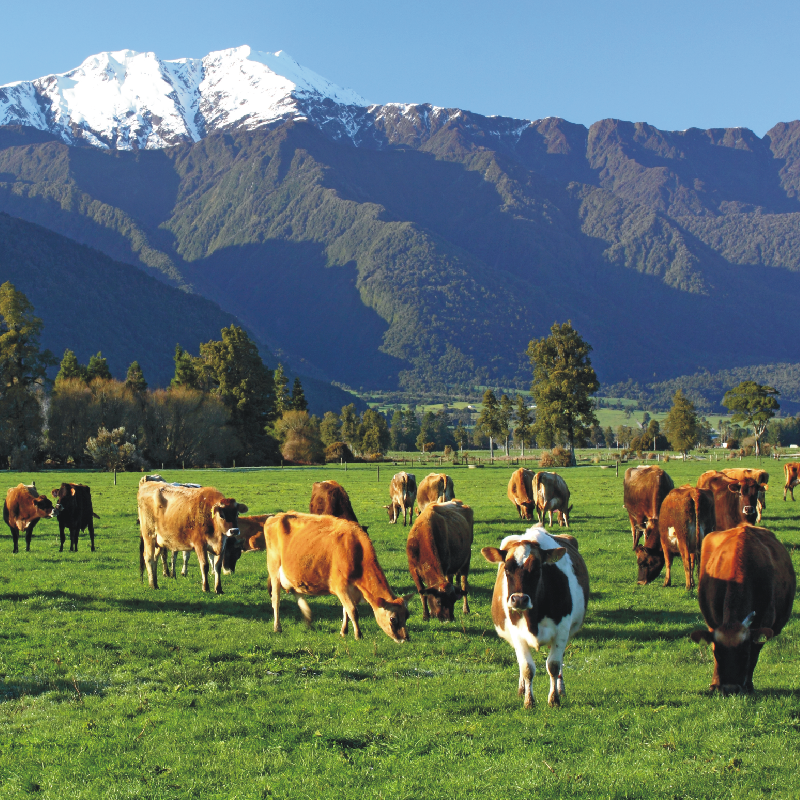 原物料介紹 紐西蘭德紐乳品