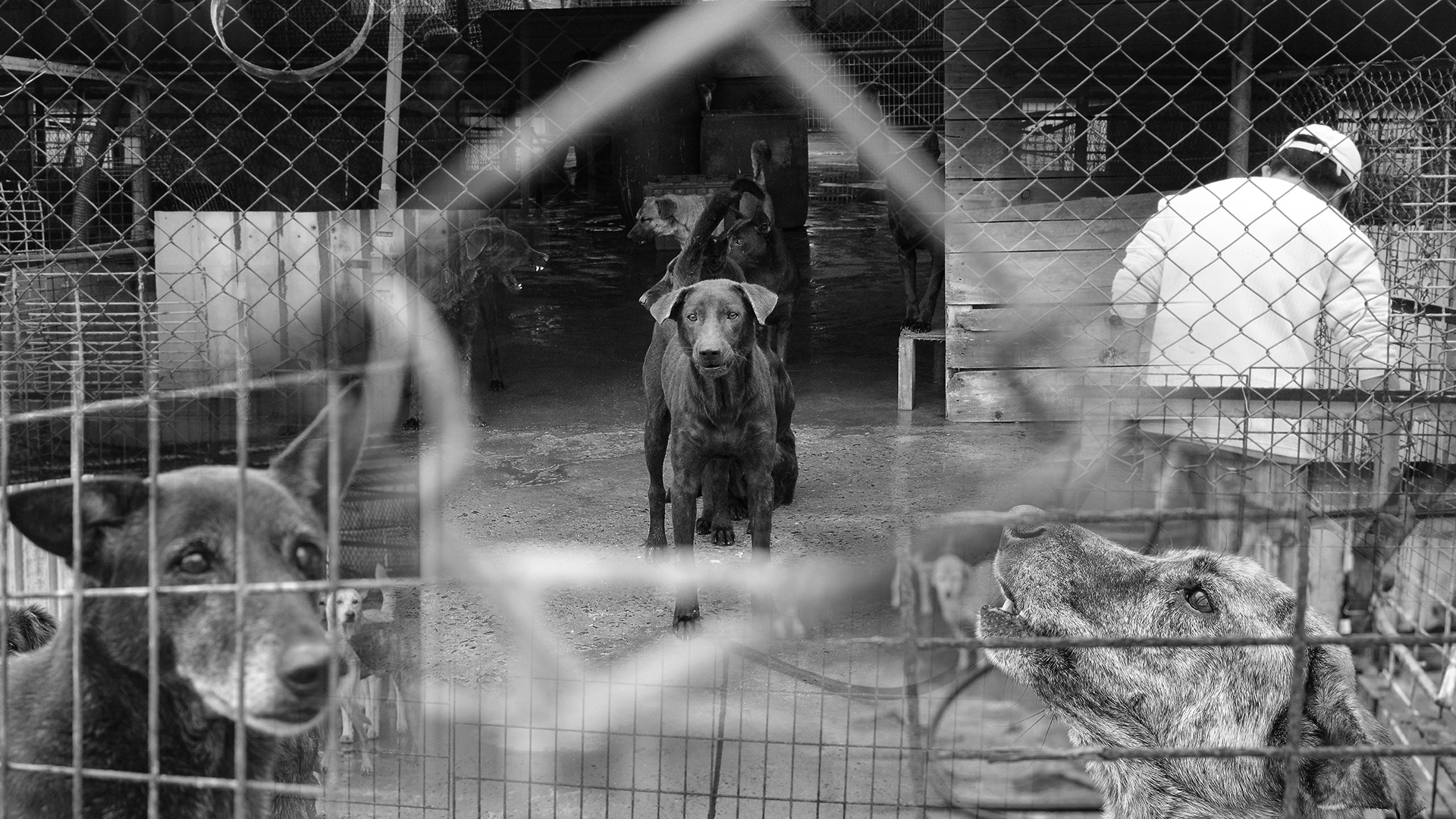 馬媽媽流浪狗園區的環境