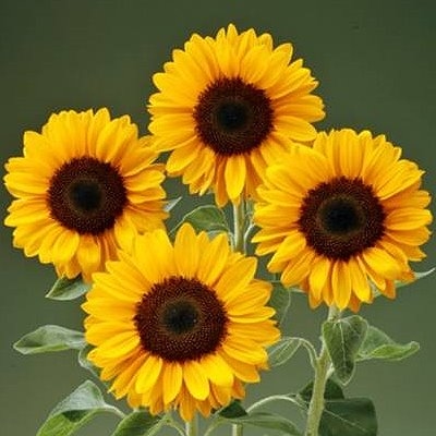 向日葵香吉士-夏日普羅旺斯種子