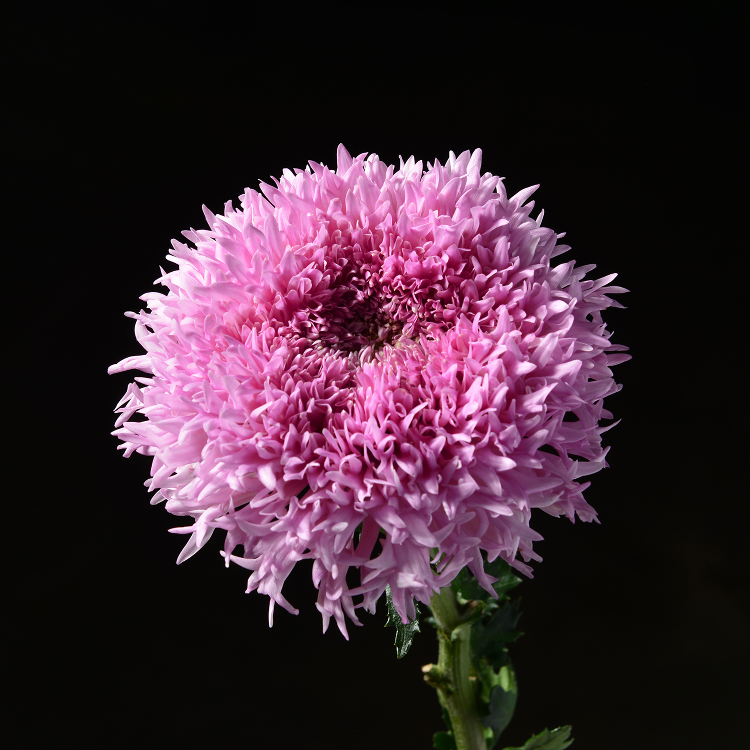 花裡FORi FLOWER | 花圖鑑