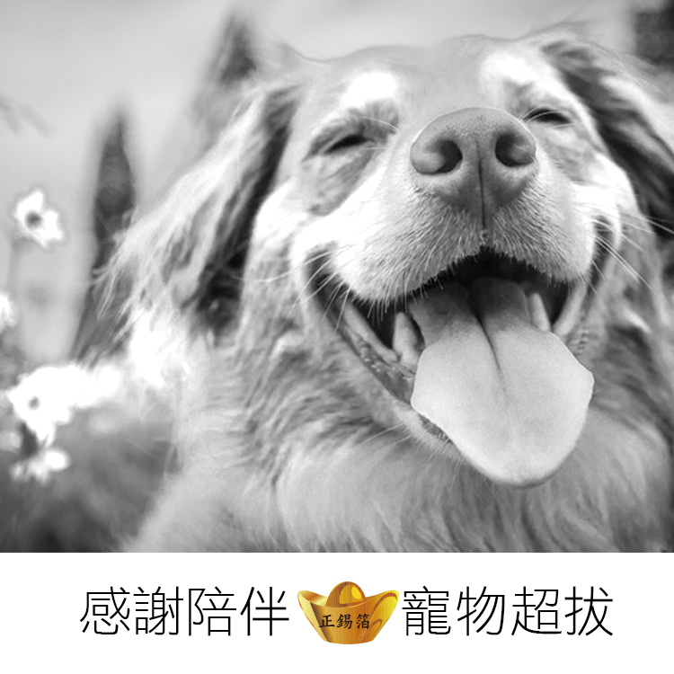 【寵物超拔】感謝陪伴最後的獻禮