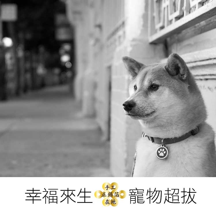 【寵物超拔】幸福來生最後的祝福