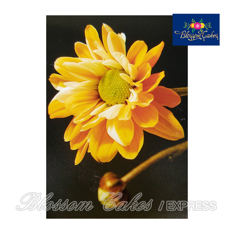 Chrysanthemum Leaf Cutters, Set of 2