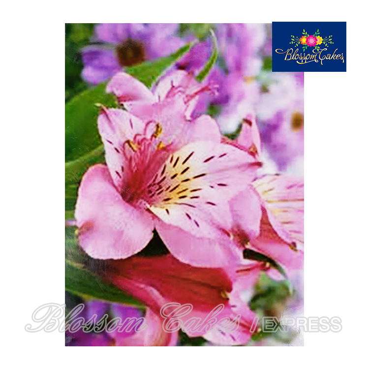 Alstroemeria Petal & Leaf Cutters, Set of 6