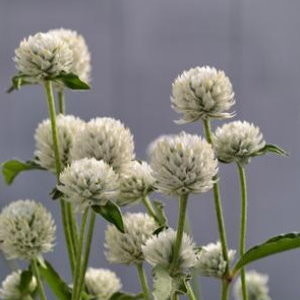 千日紅乒乓 白種子